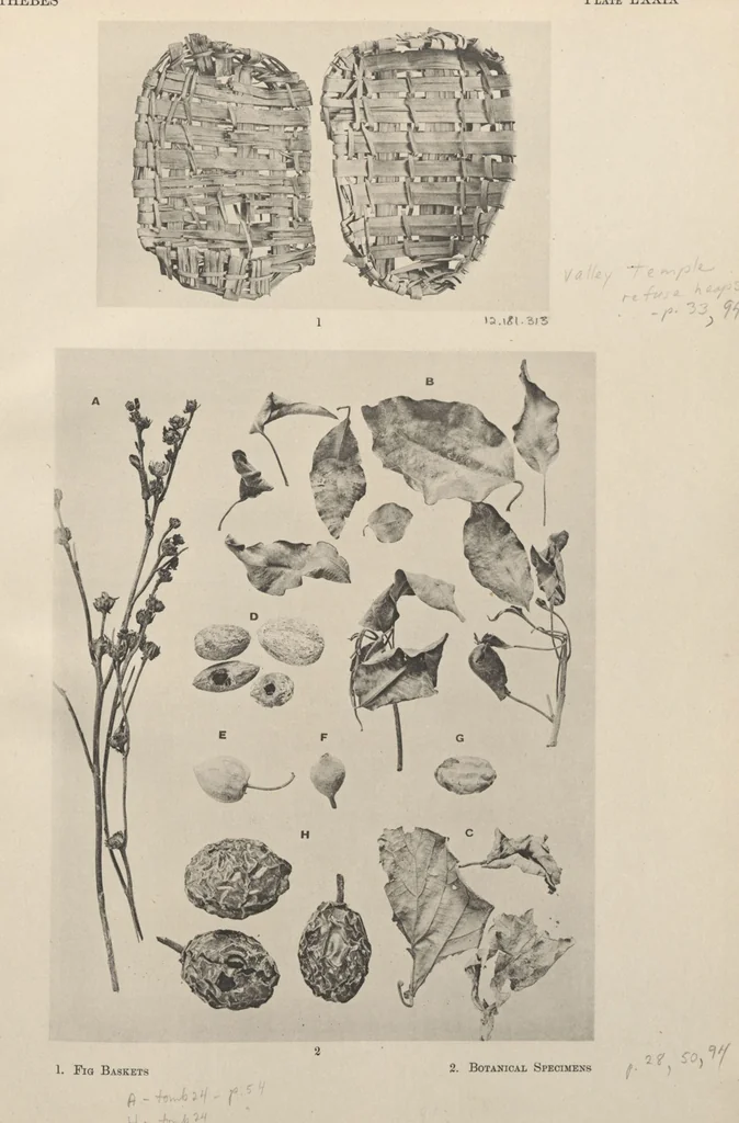 An illustration from Five years' explorations at Thebes : a record of work done 1907-1911 / by the Earl of Carnarvon and Howard Carter, with chapters by F. Ll. Griffith, George Legrain, George Möller, Percy E. Newberry and Wilhelm Spiegelberg ; with seventy-nine plates and frontispiece, 1912, leaf 272