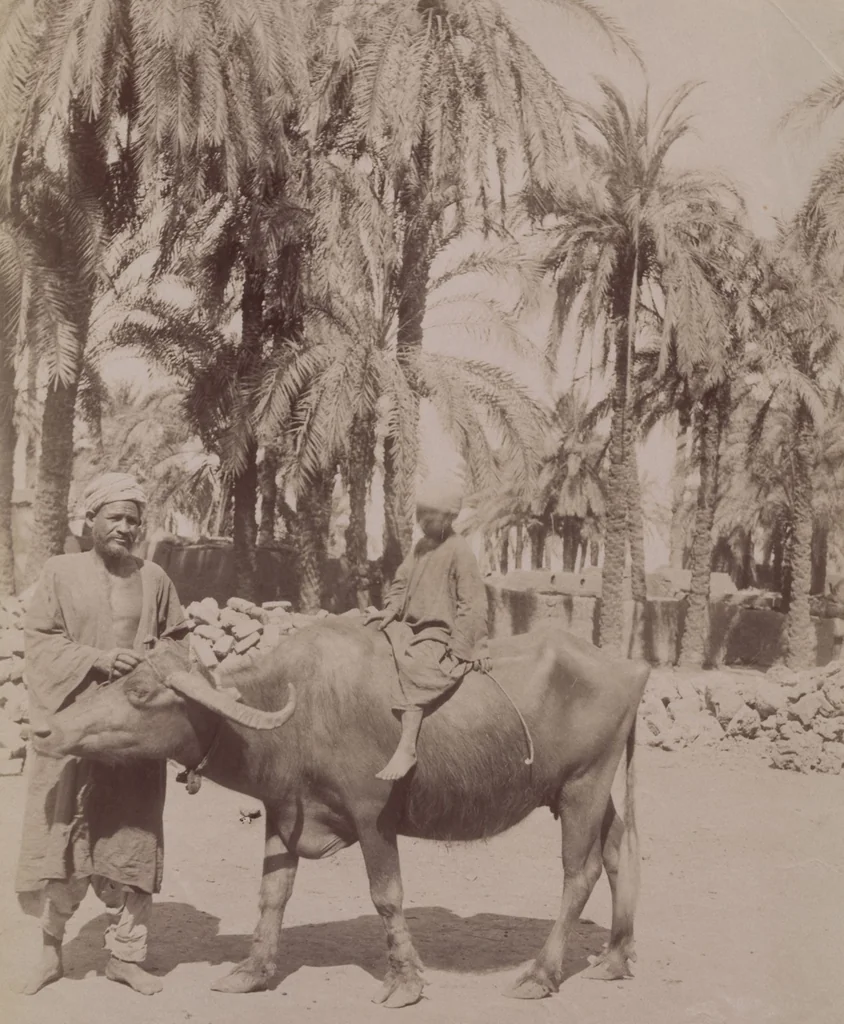 An illustration from [Album of Egyptian and Turkish photographs. Volume 1 / assembled by Rudolf H. and Lulu Reinhart in 1906 on their wedding trip], 1906, leaf 106