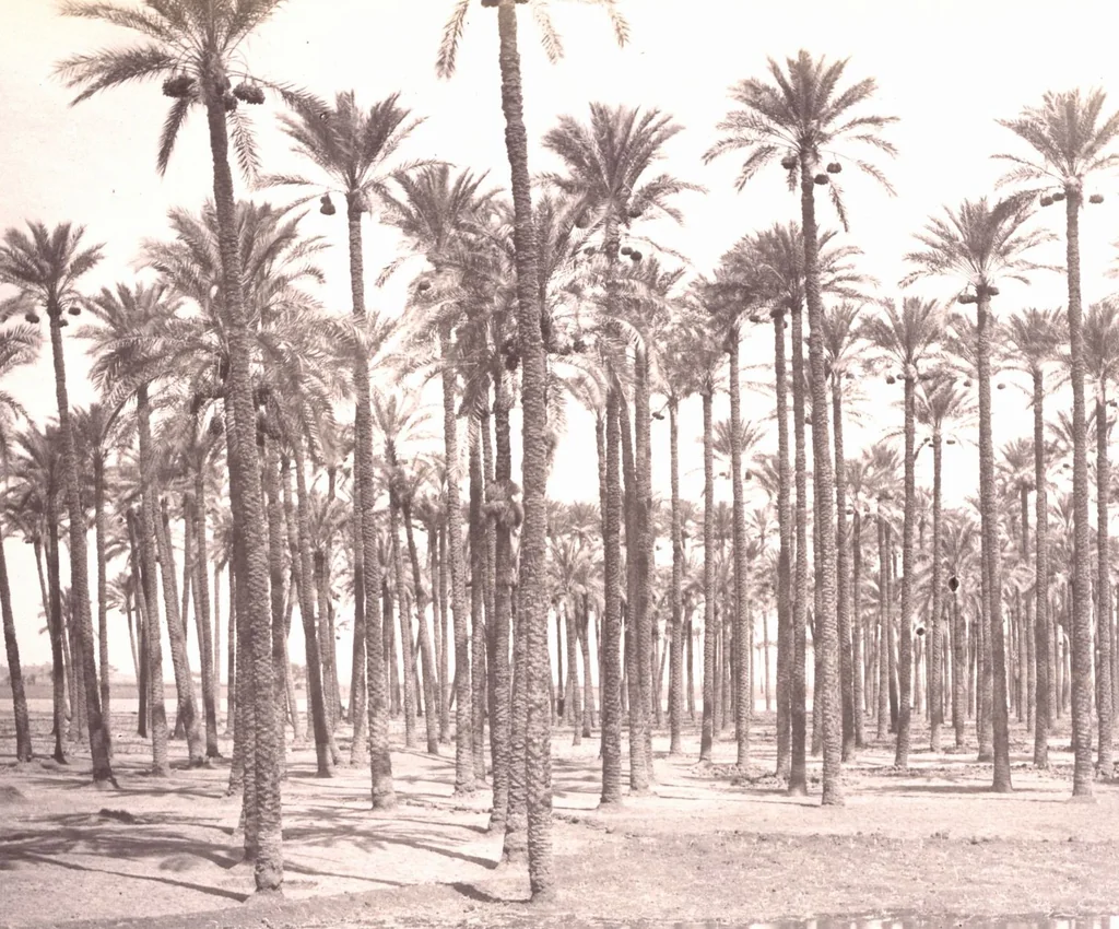 An illustration from [Album of Egyptian and Turkish photographs. Volume 2 / assembled by Rudolf H. and Lulu Reinhart in 1906 on their wedding trip], 1906, leaf 30