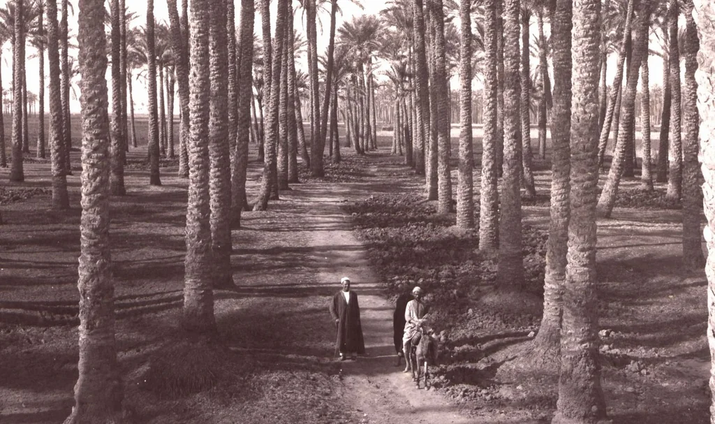 An illustration from [Album of Egyptian and Turkish photographs. Volume 2 / assembled by Rudolf H. and Lulu Reinhart in 1906 on their wedding trip], 1906, leaf 32