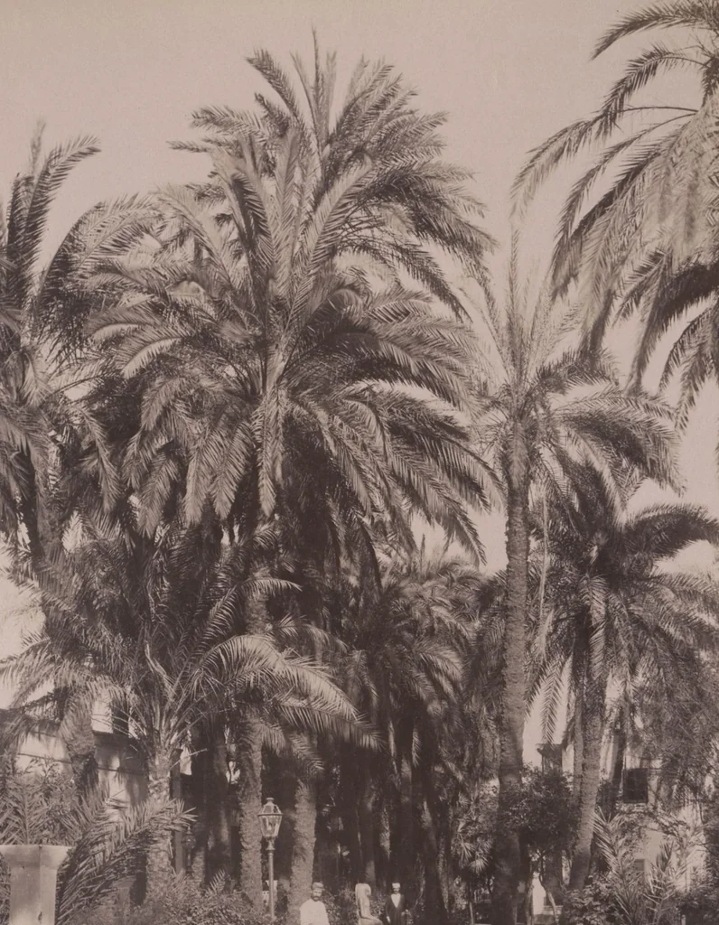 An illustration from [Album of Egyptian and Turkish photographs. Volume 2 / assembled by Rudolf H. and Lulu Reinhart in 1906 on their wedding trip], 1906, leaf 39