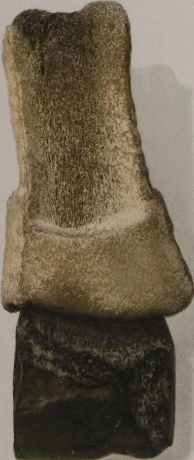 An illustration from The Bishop collection : investigations and studies in jade : [volume one], 1906, leaf 377