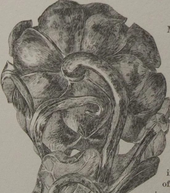 An illustration from The Bishop collection : investigations and studies in jade : [volume two], 1906, leaf 176