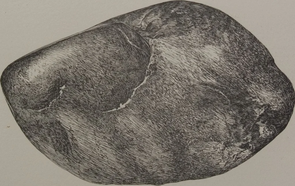 An illustration from The Bishop collection : investigations and studies in jade : [volume two], 1906, leaf 44
