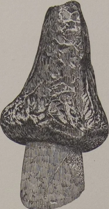 An illustration from The Bishop collection : investigations and studies in jade : [volume two], 1906, leaf 72