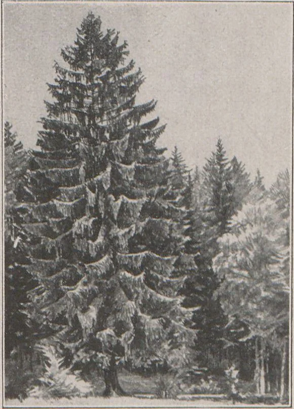 An illustration from Christian Rohlfs : fünftes Buch der Galerie Goyert, Köln a. Rhein, 1921, leaf 23