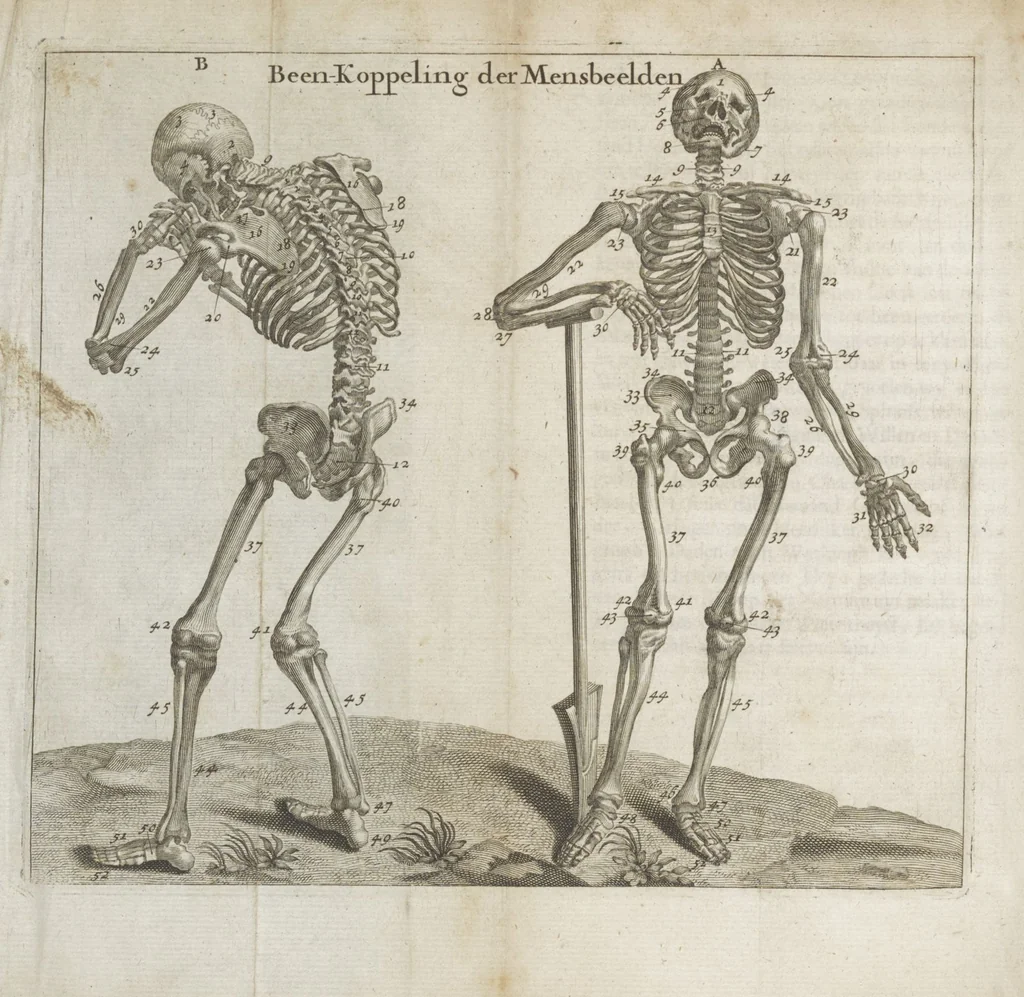An illustration from Natuurlyk en schilderkonstig ontwerp der menschkunde leerende niet alleen de kennis van de gestalte, proportie, schoonheyd, muskelen, bewegingen, actien, passien, en welstand der menschbeelden : tot de teykenkunde, schilderkunde, beeldhouwery, bootseer en giet-oeffening toepassen : maar ook hoe sich een mensch na deselve regelen ... / door W. Goeree, 1682, leaf 422