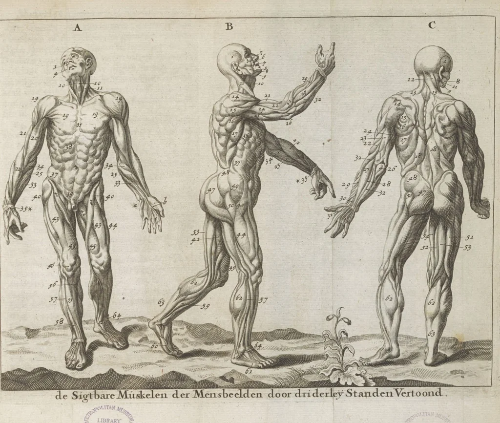An illustration from Natuurlyk en schilderkonstig ontwerp der menschkunde leerende niet alleen de kennis van de gestalte, proportie, schoonheyd, muskelen, bewegingen, actien, passien, en welstand der menschbeelden : tot de teykenkunde, schilderkunde, beeldhouwery, bootseer en giet-oeffening toepassen : maar ook hoe sich een mensch na deselve regelen ... / door W. Goeree, 1682, leaf 475