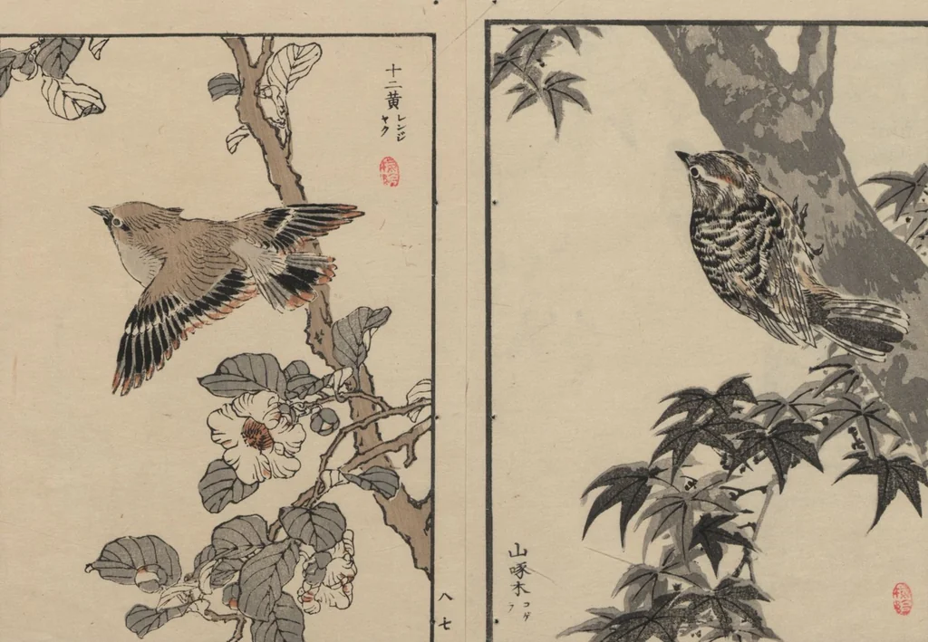An illustration from Bairei Picture Album of One Hundred Birds (Bairei hyakuchō gafu 楳嶺百鳥畫譜) : [volume 3], 1881, leaf 11