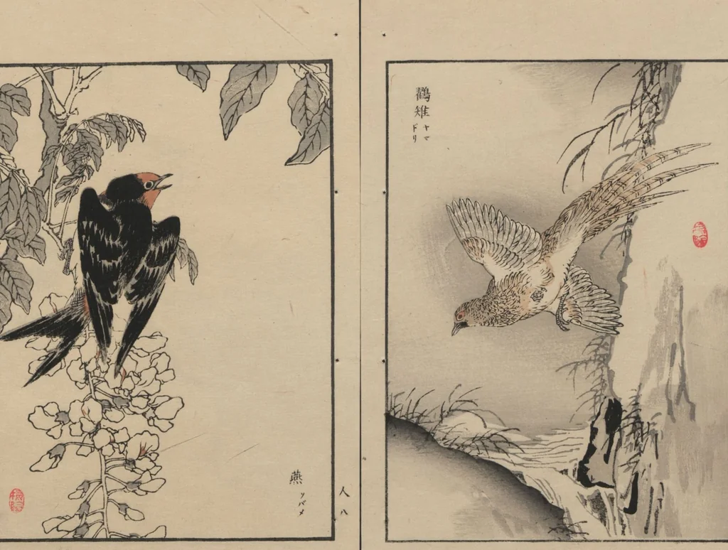 An illustration from Bairei Picture Album of One Hundred Birds (Bairei hyakuchō gafu 楳嶺百鳥畫譜) : [volume 3], 1881, leaf 12