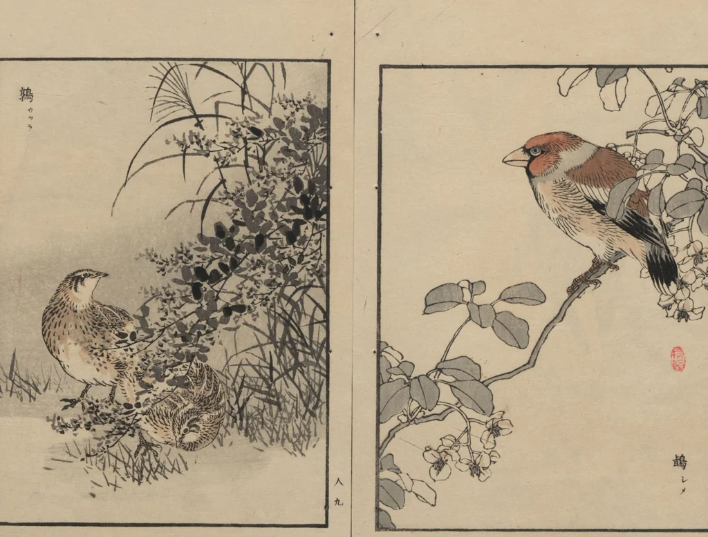 An illustration from Bairei Picture Album of One Hundred Birds (Bairei hyakuchō gafu 楳嶺百鳥畫譜) : [volume 3], 1881, leaf 13