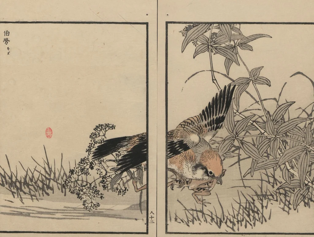 An illustration from Bairei Picture Album of One Hundred Birds (Bairei hyakuchō gafu 楳嶺百鳥畫譜) : [volume 3], 1881, leaf 16