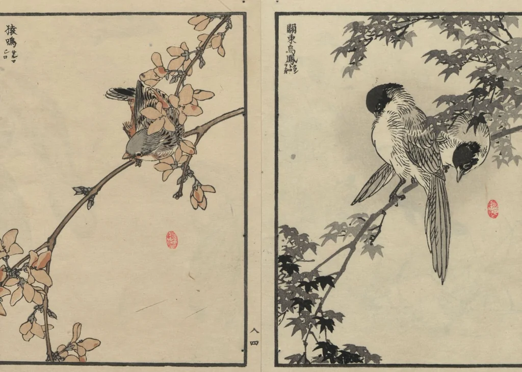 An illustration from Bairei Picture Album of One Hundred Birds (Bairei hyakuchō gafu 楳嶺百鳥畫譜) : [volume 3], 1881, leaf 8