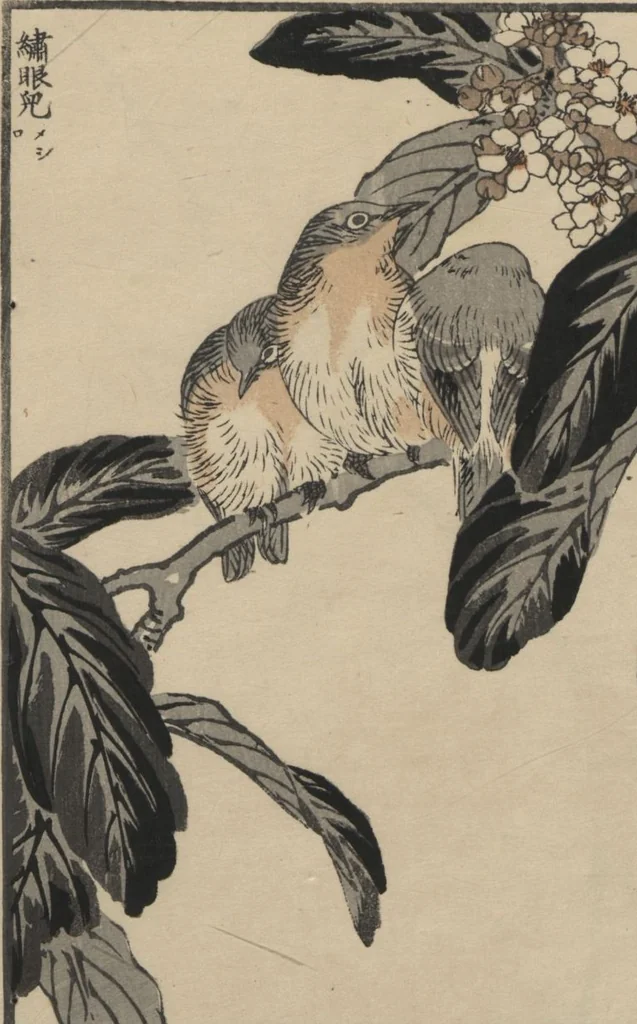 An illustration from Bairei Picture Album of One Hundred Birds (Bairei hyakuchō gafu 楳嶺百鳥畫譜) : [volume 3], 1881, leaf 9