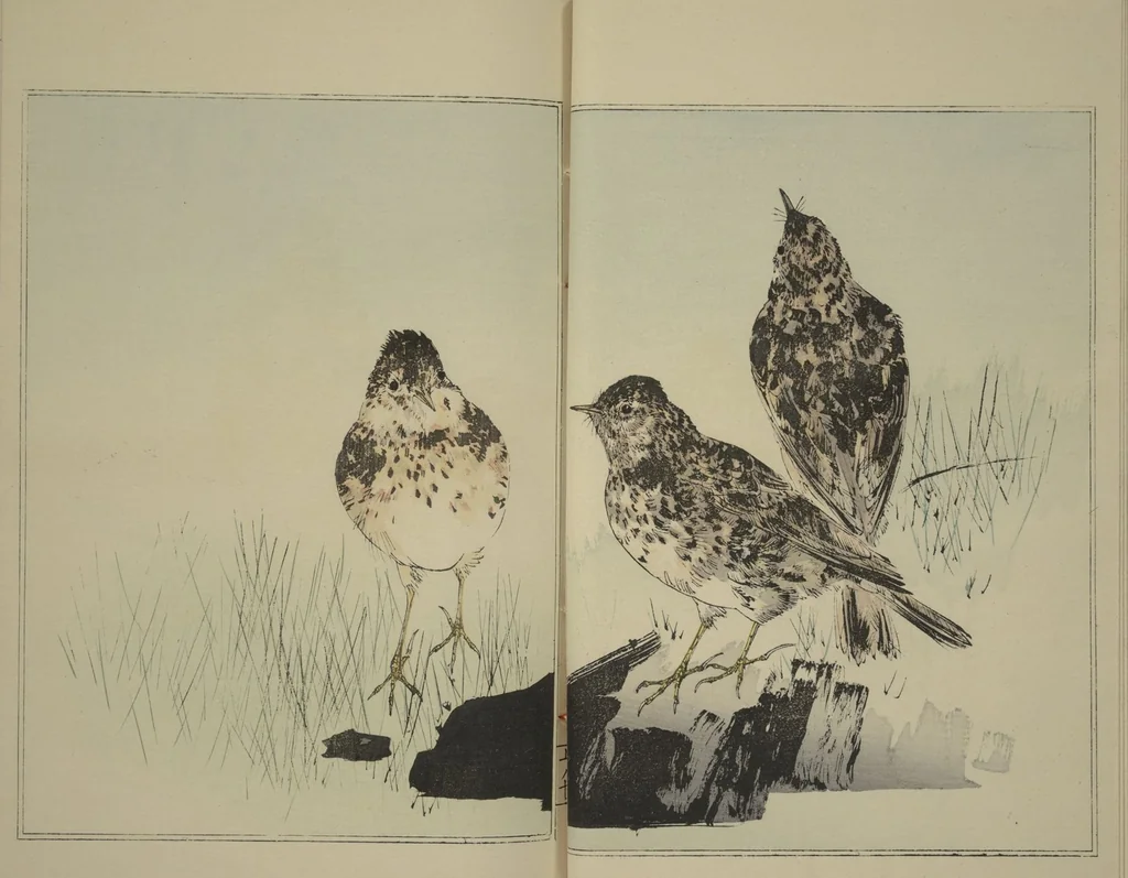 An illustration from Picture Album of Birds and Flowers (Kachō gafu), 1903, leaf 13