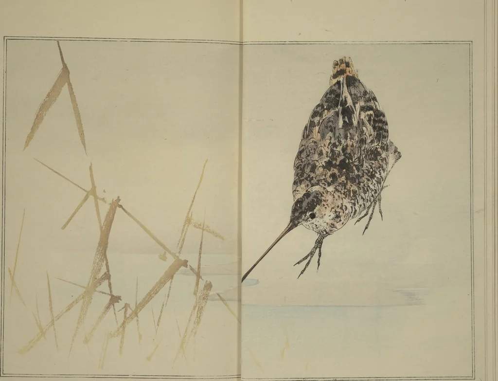 An illustration from Picture Album of Birds and Flowers (Kachō gafu), 1903, leaf 8