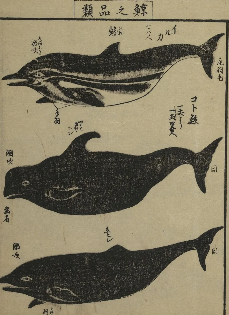An illustration from Whales and Whale Oil (Jokō roku), 1826, leaf 22