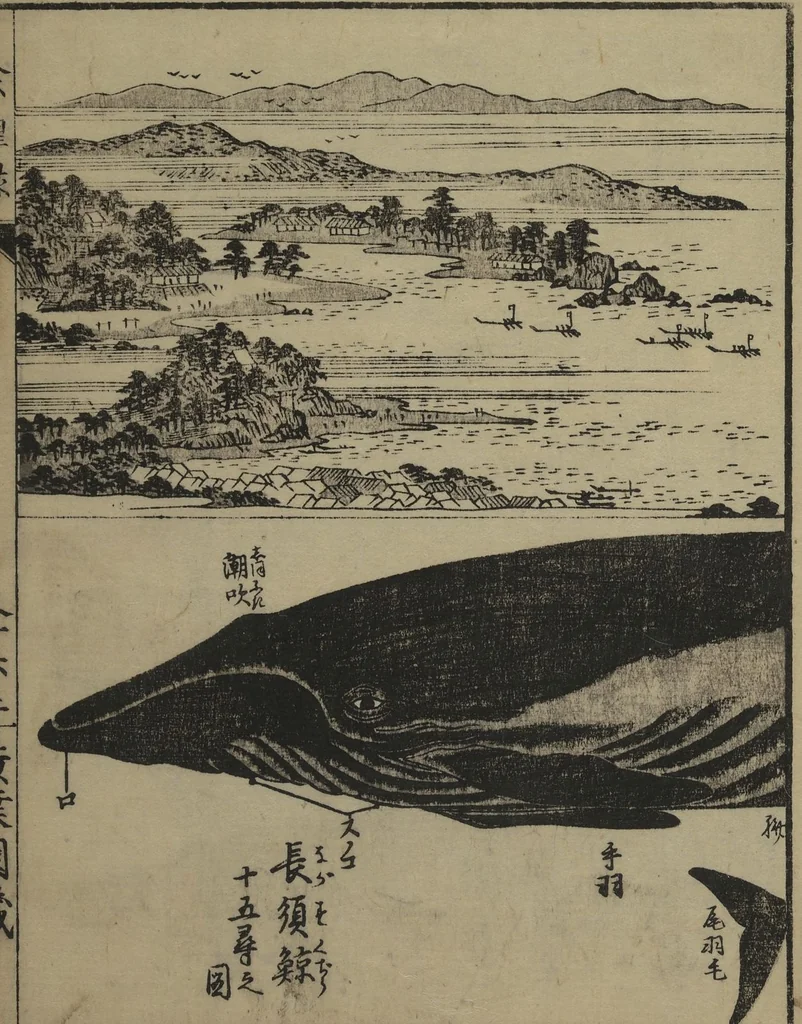 An illustration from Whales and Whale Oil (Jokō roku), 1826, leaf 23