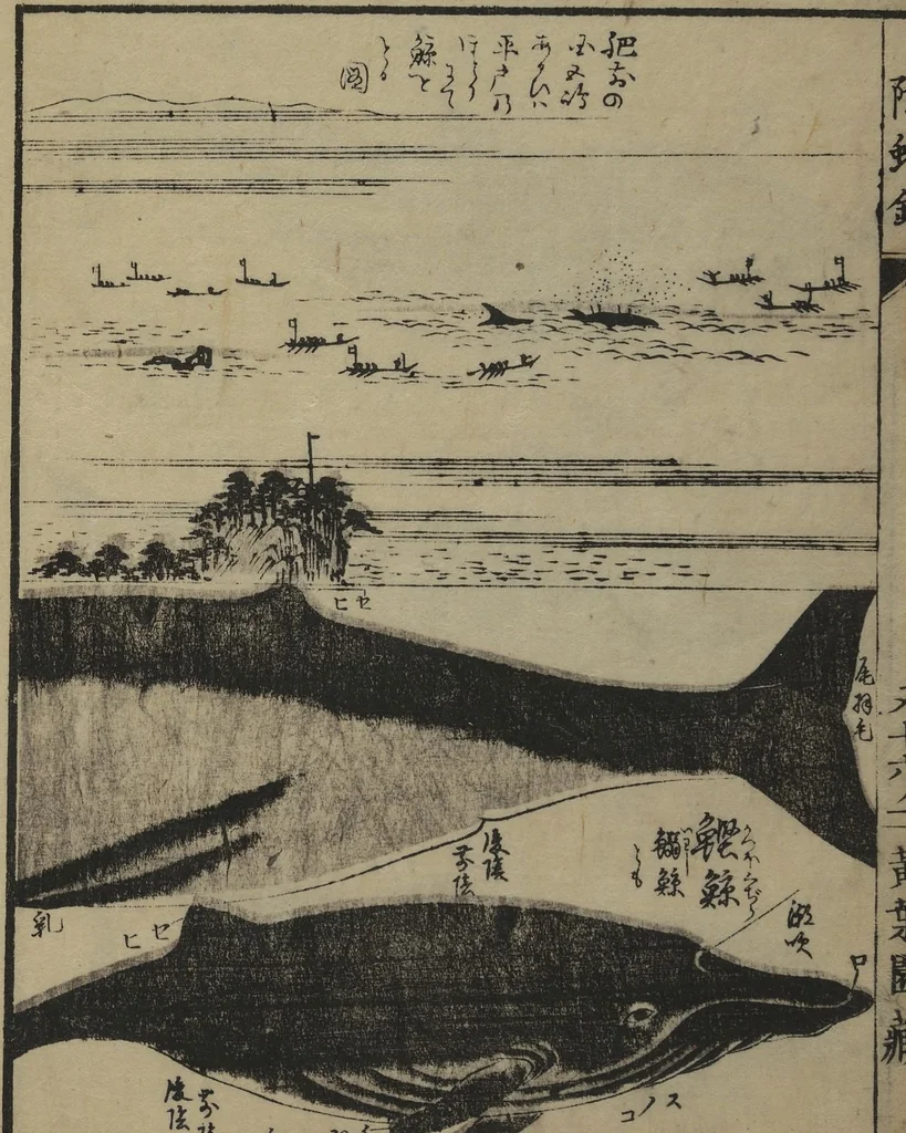 An illustration from Whales and Whale Oil (Jokō roku), 1826, leaf 23