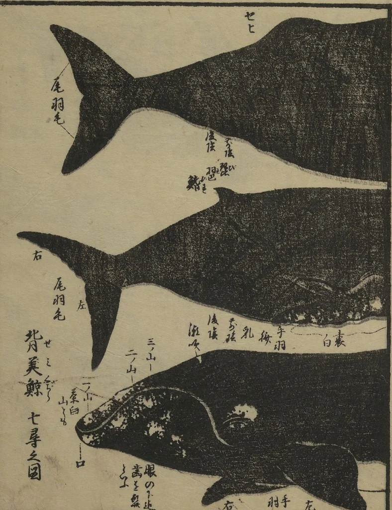An illustration from Whales and Whale Oil (Jokō roku), 1826, leaf 24
