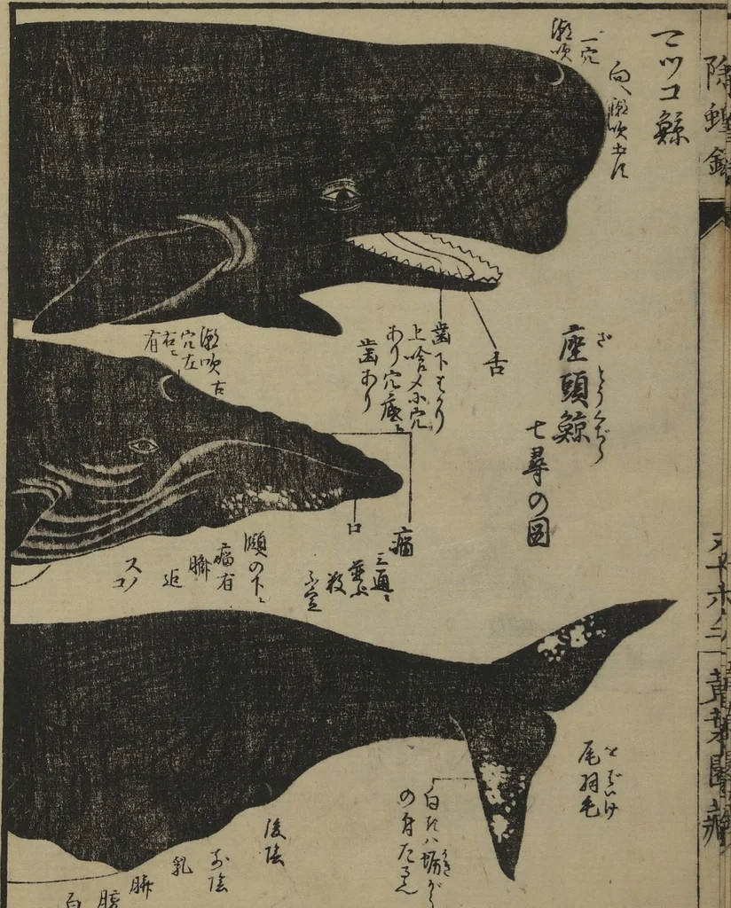 An illustration from Whales and Whale Oil (Jokō roku), 1826, leaf 24