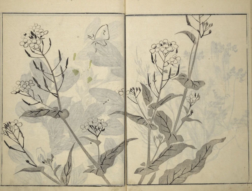 An illustration from Soken Picture Album: The Plant Section (Soken gafu: Sōka no bu), 1806, leaf 12