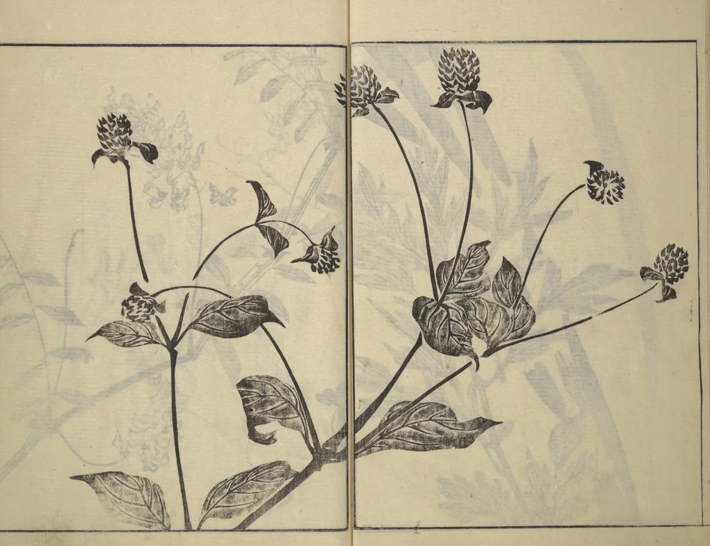 An illustration from Soken Picture Album: The Plant Section (Soken gafu: Sōka no bu), 1806, leaf 16