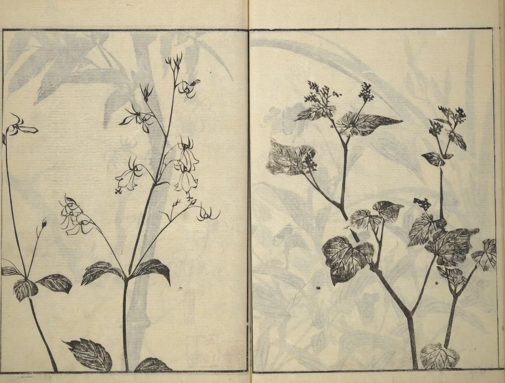 An illustration from Soken Picture Album: The Plant Section (Soken gafu: Sōka no bu), 1806, leaf 39