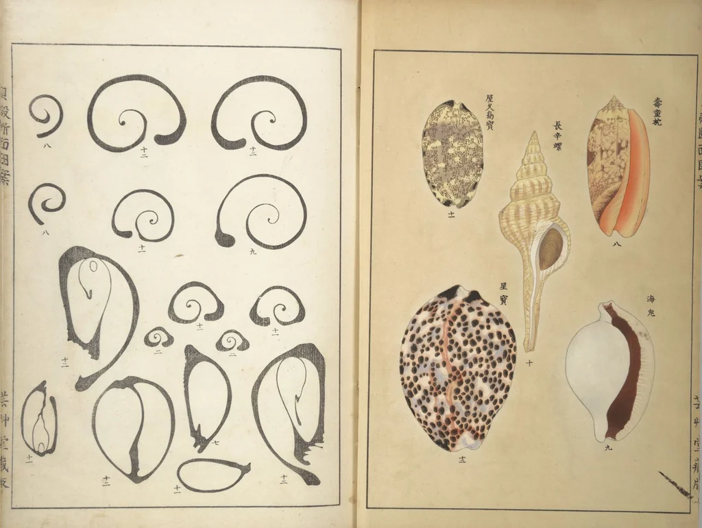 An illustration from Shell Motifs (Kaigara dammen zuan), 1913, leaf 5