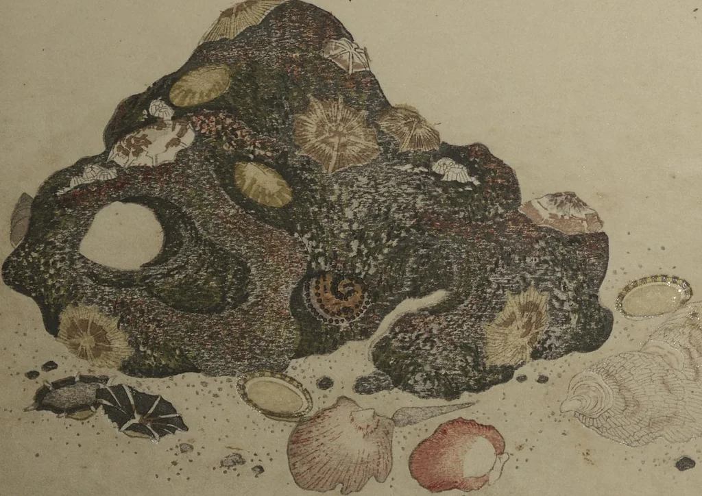 An illustration from Gifts of the Ebb Tide (The Shell Book) (Shiohi no tsuto), 1789, leaf 20