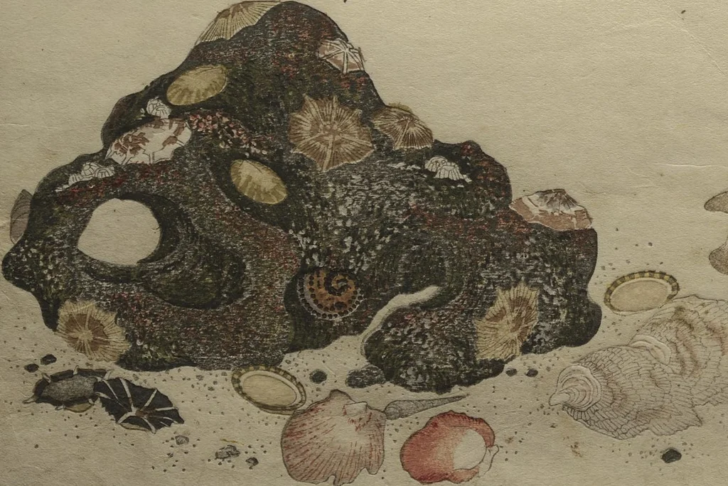 An illustration from Gifts of the Ebb Tide (The Shell Book) (Shiohi no tsuto), 1789, leaf 21