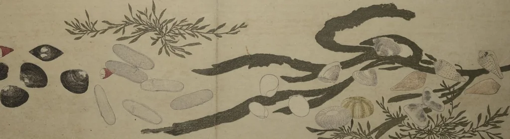An illustration from Gifts of the Ebb Tide (The Shell Book) (Shiohi no tsuto), 1789, leaf 8