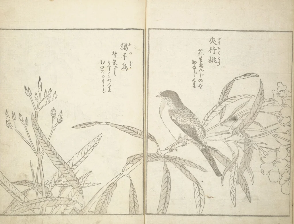 An illustration from True Depictions of Bird and Flower Pictures (Kachōe shashin zui) : [volume 3], 1805, leaf 7