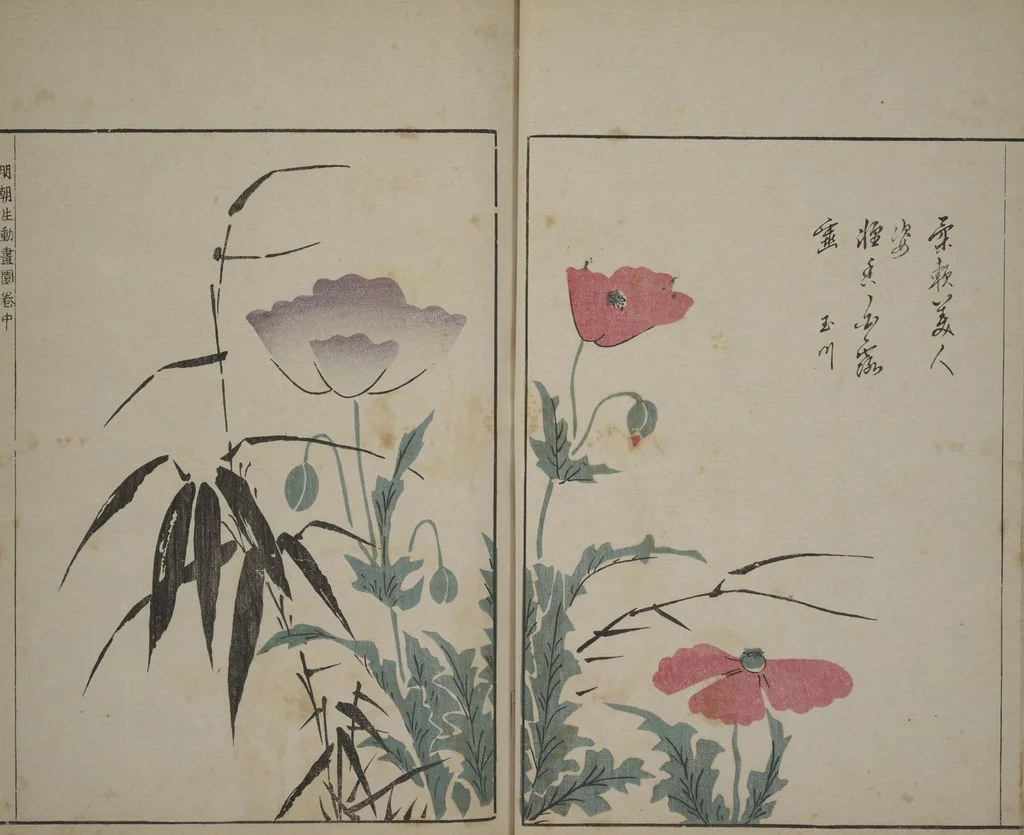 An illustration from A Collection of Lively Sketches [Of Flowers and Insects] of the Ming Dynasty (Minchō shiken) : [volume 2], 1746, leaf 13