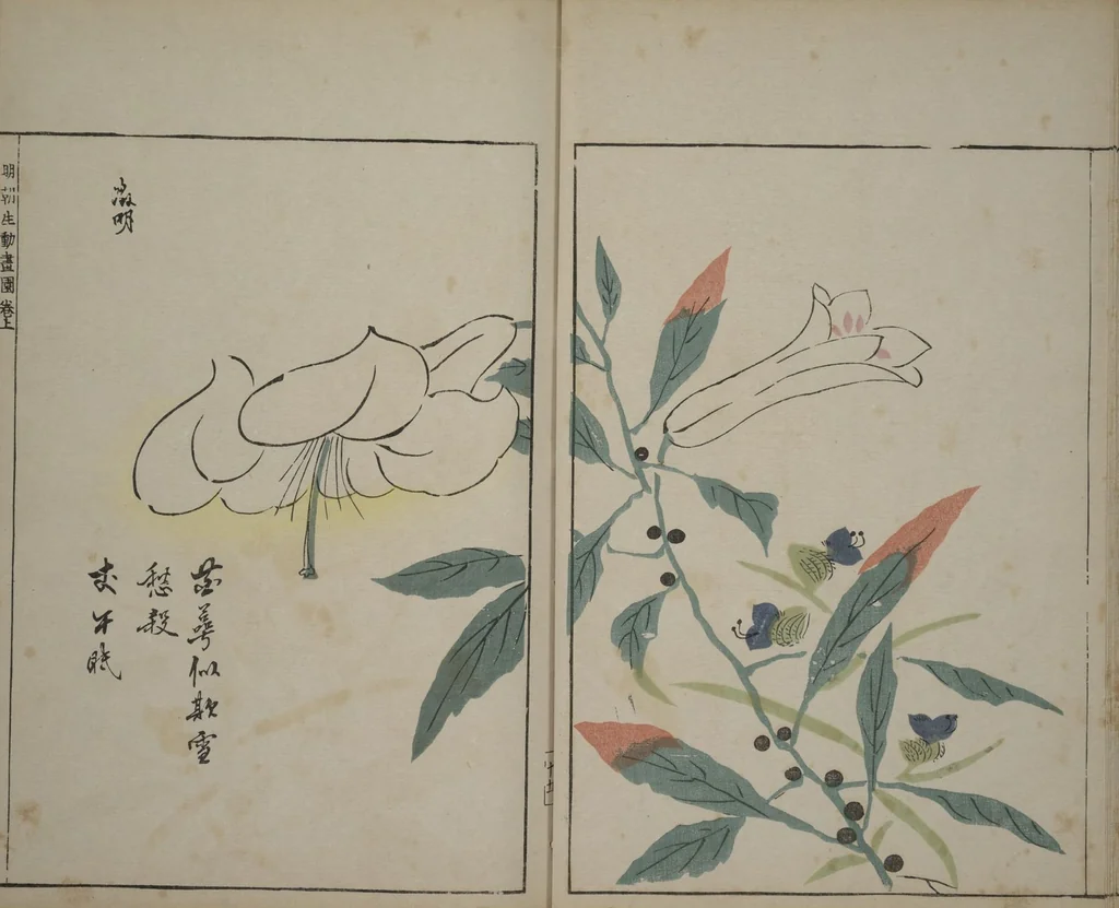 An illustration from A Collection of Lively Sketches [Of Flowers and Insects] of the Ming Dynasty (Minchō shiken) : [volume 1], 1746, leaf 16