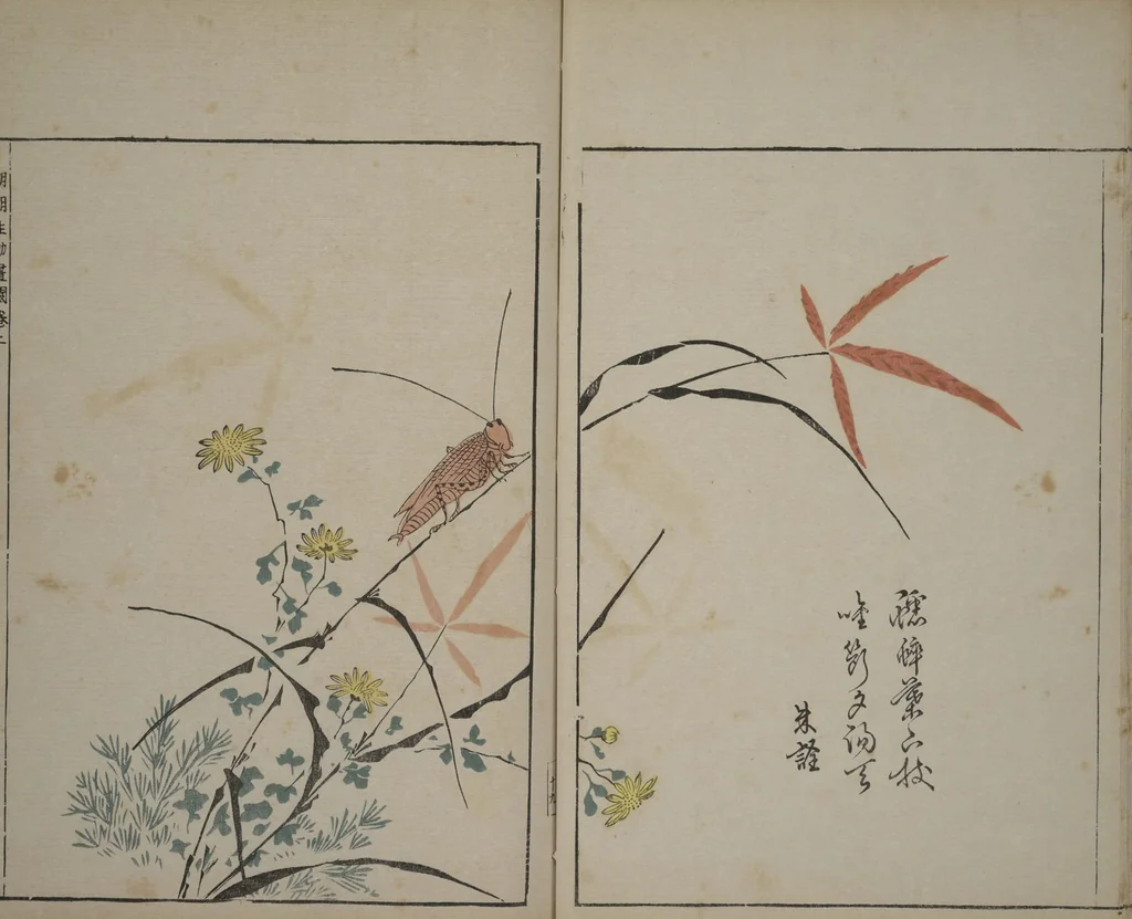 An illustration from A Collection of Lively Sketches [Of Flowers and Insects] of the Ming Dynasty (Minchō shiken) : [volume 1], 1746, leaf 20