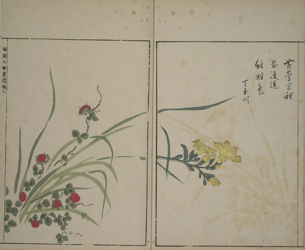 An illustration from A Collection of Lively Sketches [Of Flowers and Insects] of the Ming Dynasty (Minchō shiken) : [volume 1], 1746, leaf 7