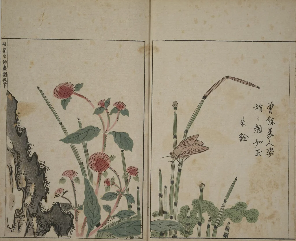 An illustration from A Collection of Lively Sketches [Of Flowers and Insects] of the Ming Dynasty (Minchō shiken) : [volume 3], 1746, leaf 11