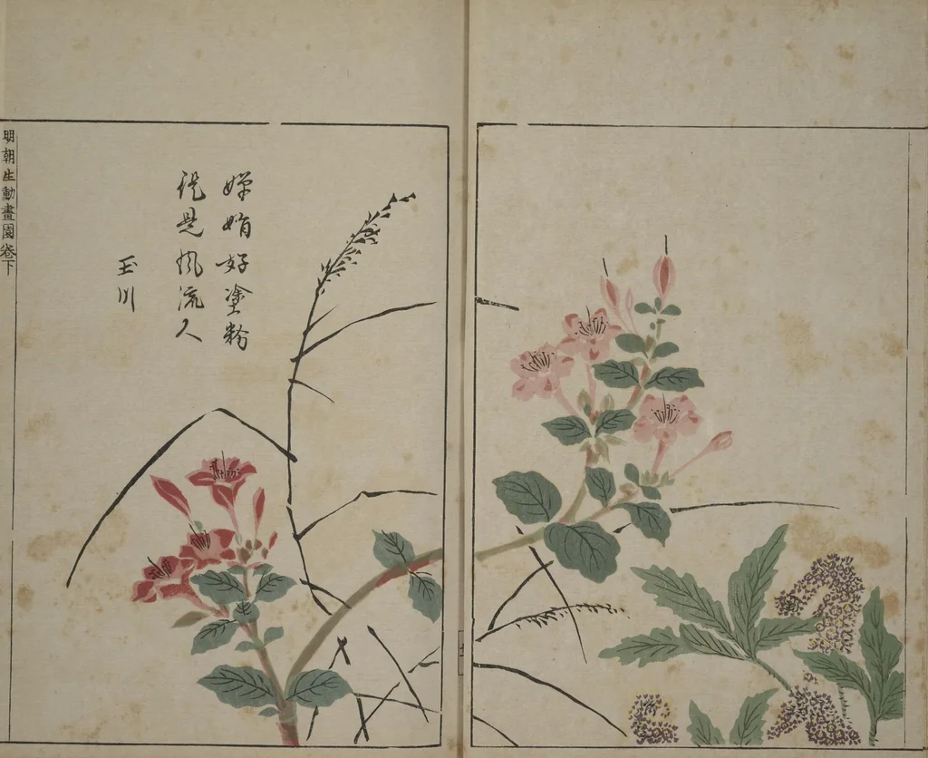 An illustration from A Collection of Lively Sketches [Of Flowers and Insects] of the Ming Dynasty (Minchō shiken) : [volume 3], 1746, leaf 12