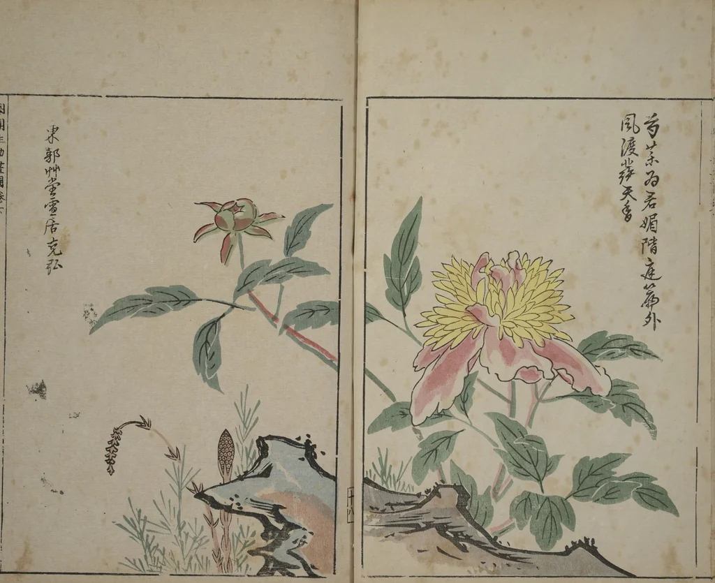 An illustration from A Collection of Lively Sketches [Of Flowers and Insects] of the Ming Dynasty (Minchō shiken) : [volume 3], 1746, leaf 18