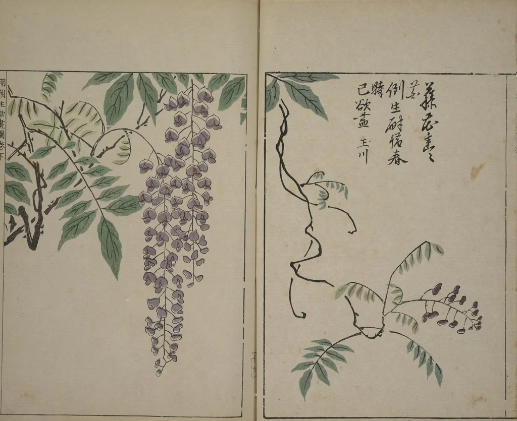 An illustration from A Collection of Lively Sketches [Of Flowers and Insects] of the Ming Dynasty (Minchō shiken) : [volume 3], 1746, leaf 19
