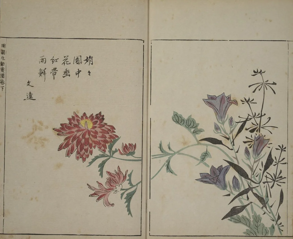 An illustration from A Collection of Lively Sketches [Of Flowers and Insects] of the Ming Dynasty (Minchō shiken) : [volume 3], 1746, leaf 6
