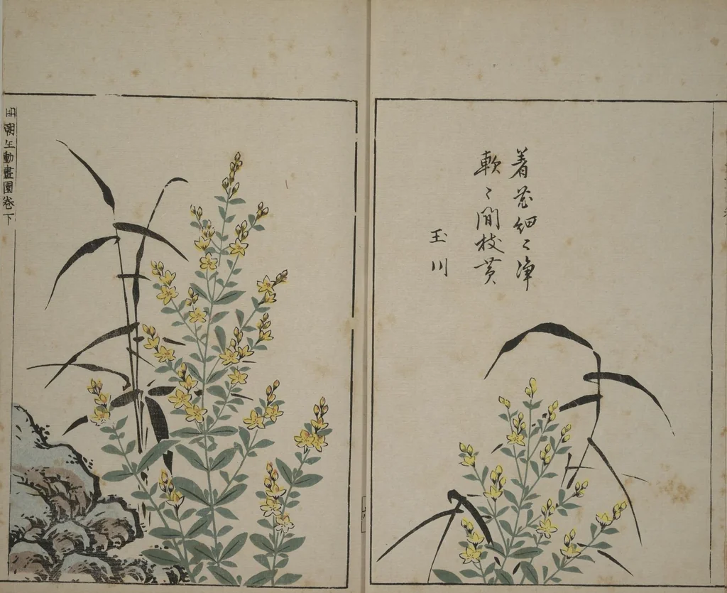An illustration from A Collection of Lively Sketches [Of Flowers and Insects] of the Ming Dynasty (Minchō shiken) : [volume 3], 1746, leaf 7