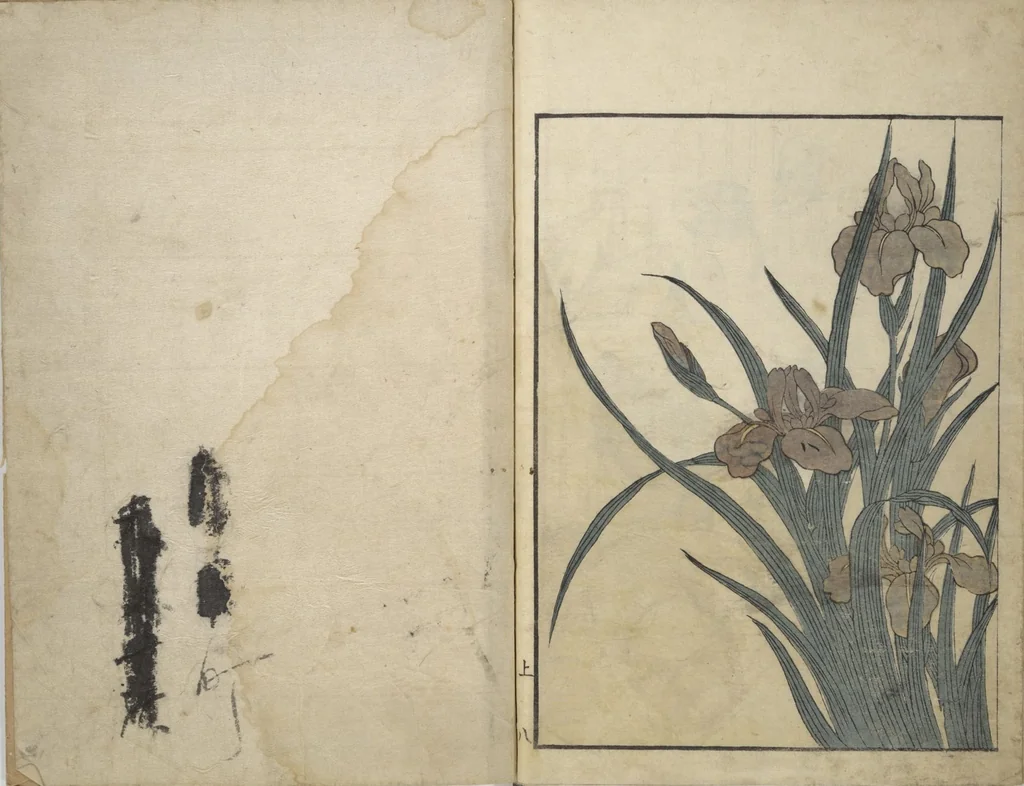 An illustration from Picture Book on Flowers of the Four Seasons (Ehon shiki no hana) : [volume 1], 1801, leaf 11