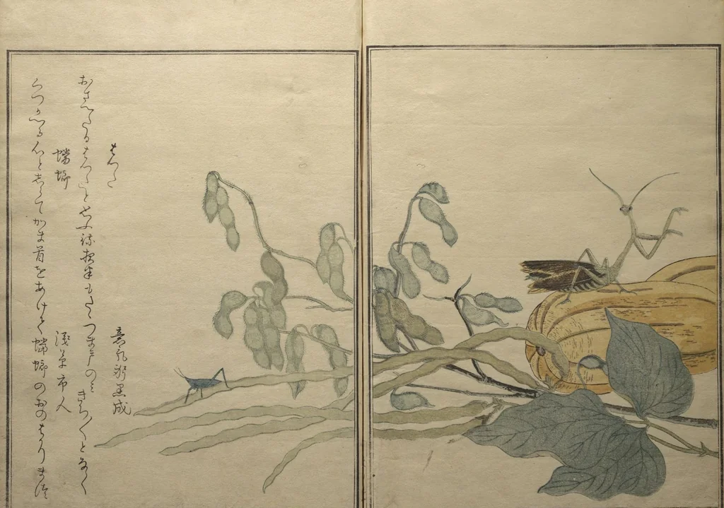 An illustration from Picture Book of Selected Insects (The Insect Book) (Ehon mushi erami) : [volume 1], 1788, leaf 10