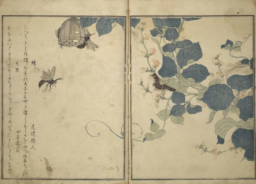 An illustration from Picture Book of Selected Insects (The Insect Book) (Ehon mushi erami) : [volume 1], 1788, leaf 4