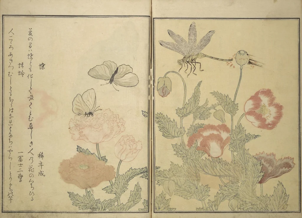An illustration from Picture Book of Selected Insects (The Insect Book) (Ehon mushi erami) : [volume 1], 1788, leaf 7