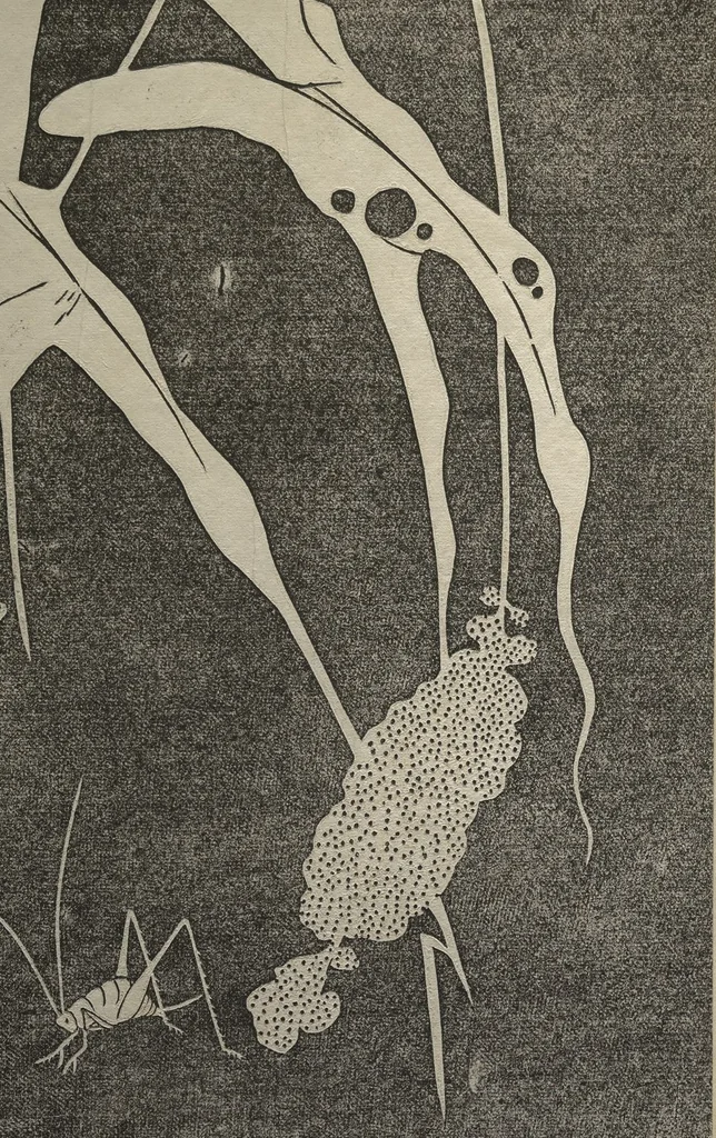 An illustration from Jakuchū Picture Album (Jakuchū gajō) : [volume 1], 1900, leaf 32