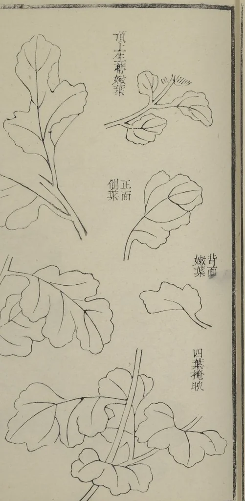 An illustration from Part 2 from The Mustard Seed Garden Painting Manual (3rd Chinese edition) : [volume 4], 1800, leaf 15