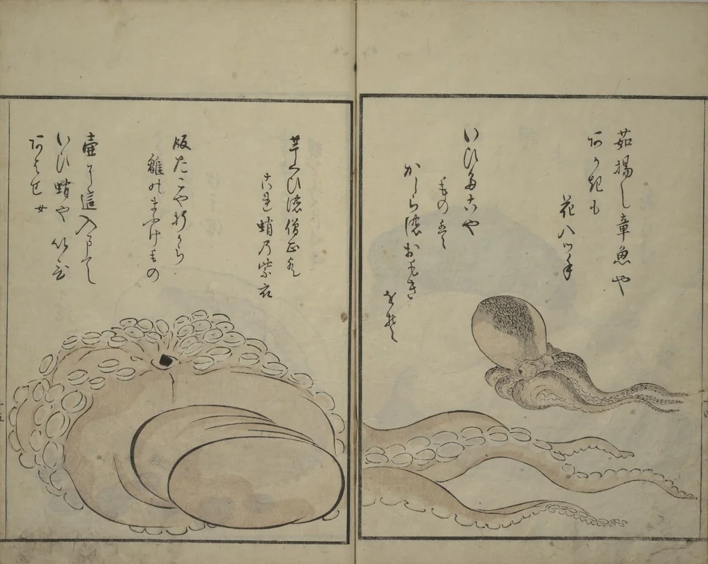An illustration from The Servants of the Dragon King of the Sea: Fish and Shells (Tatsu no miyatsuko gyokai fu), 1802, leaf 16
